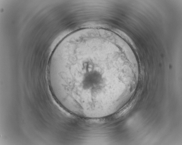 X0000068320855200605192031