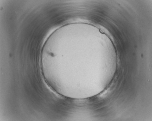 X0000068320863200605192031