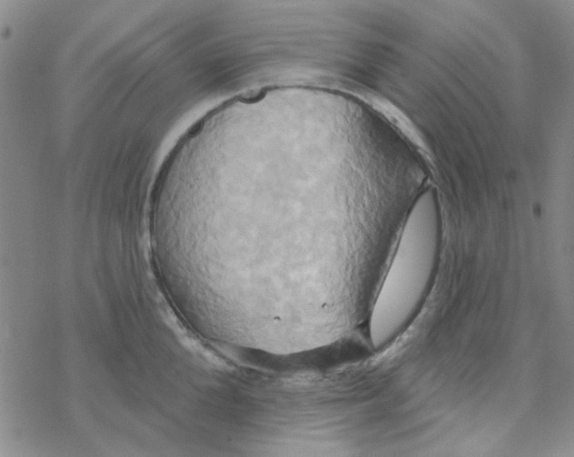 X0000068320904200605192030