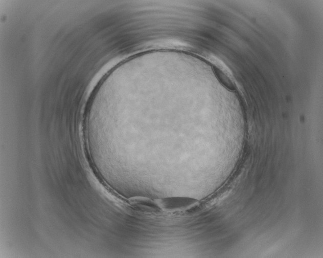 X0000068320947200605192030