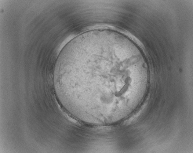 X0000068320953200605192030