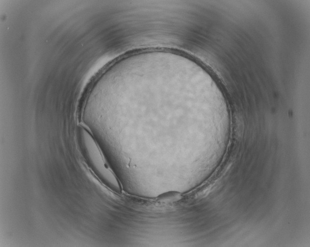 X0000068320982200605192029