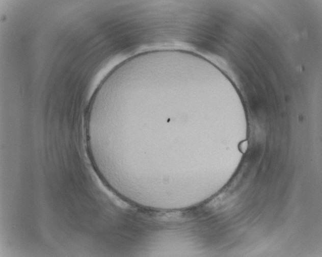 X0000068321006200605192028