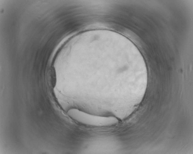 X0000068321008200605192028