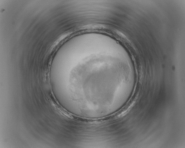 X0000068321017200605192028