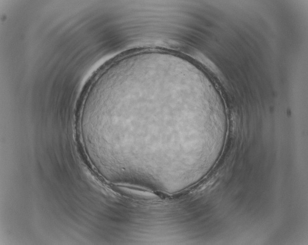 X0000068321020200605192028