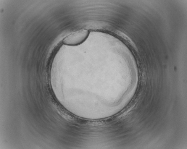 X0000068321027200605192028