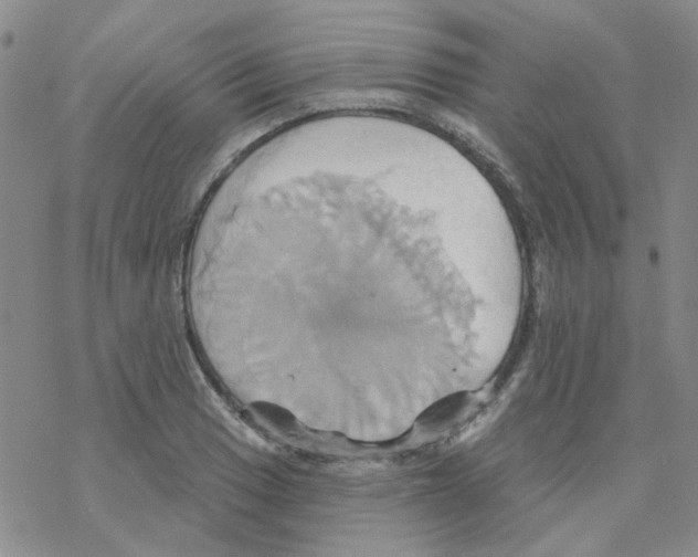 X0000068321033200605192028