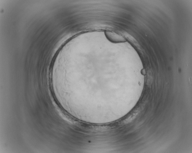 X0000068321039200605192028