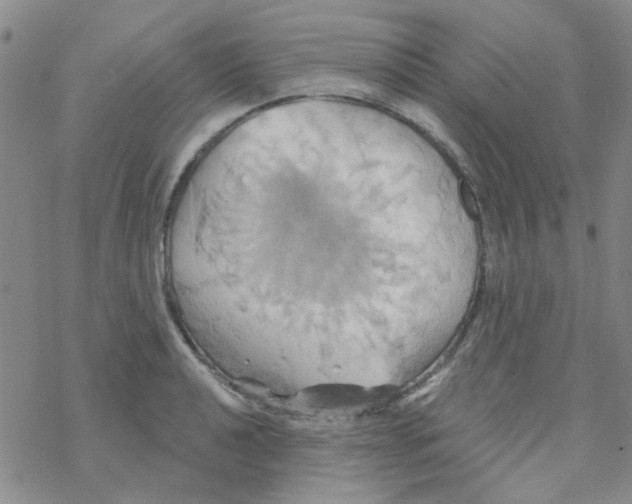 X0000068321040200605192028