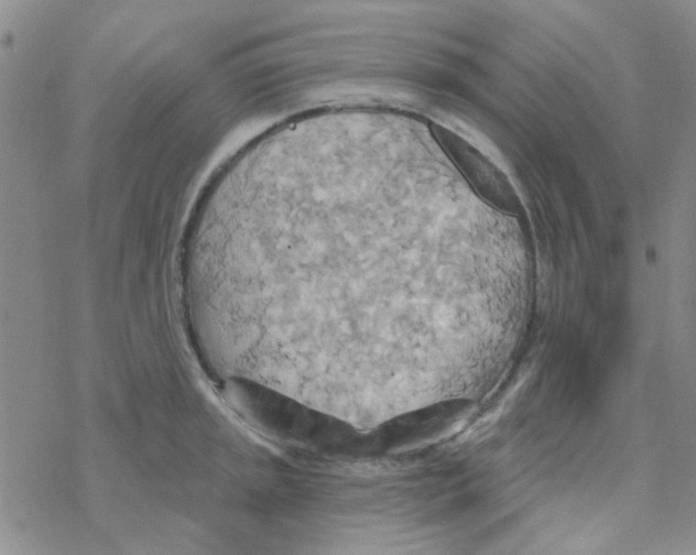 X0000068321045200605192028