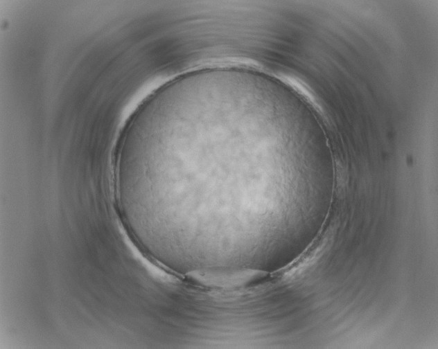 X0000068321046200605192028