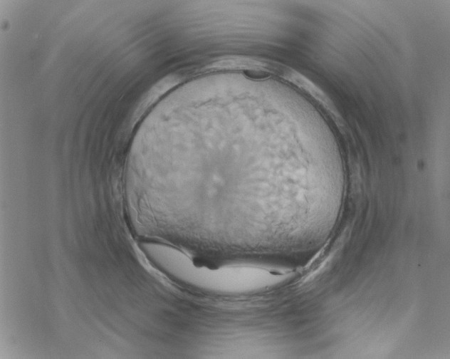 X0000068321049200605192028