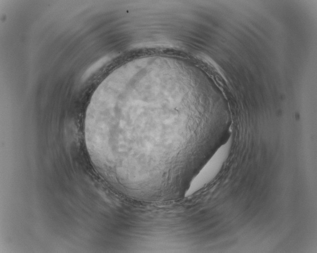 X0000068321064200605192027