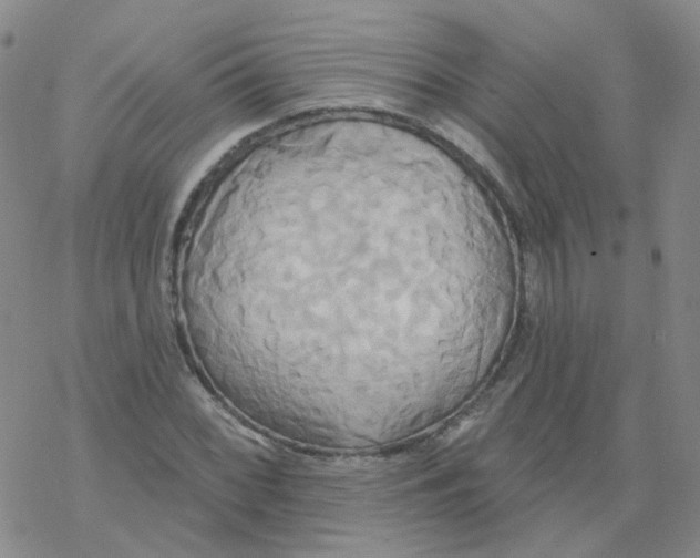 X0000068321068200605192027