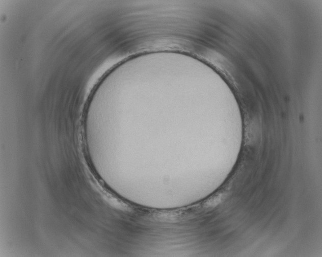 X0000068321086200605192027