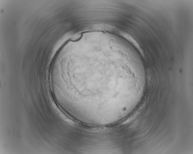 X0000068321091200605192027