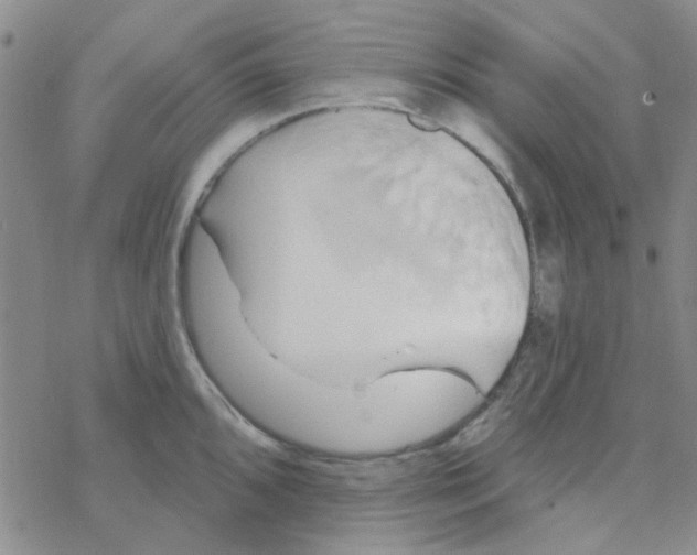 X0000068321096200605192027