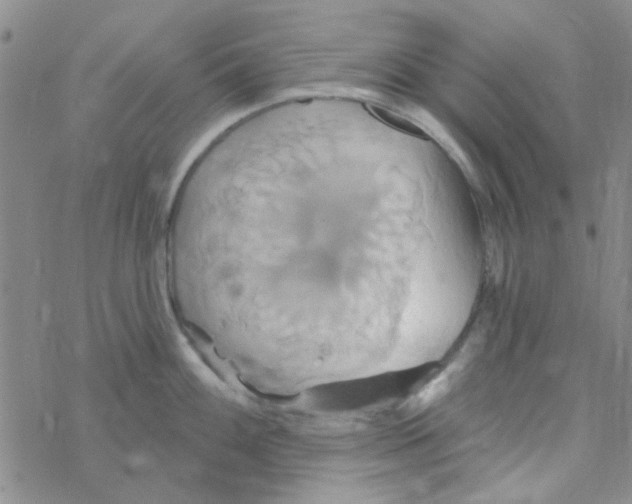 X0000068321100200605192027