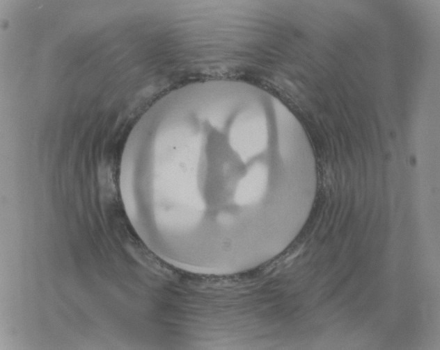 X0000068321106200605192026