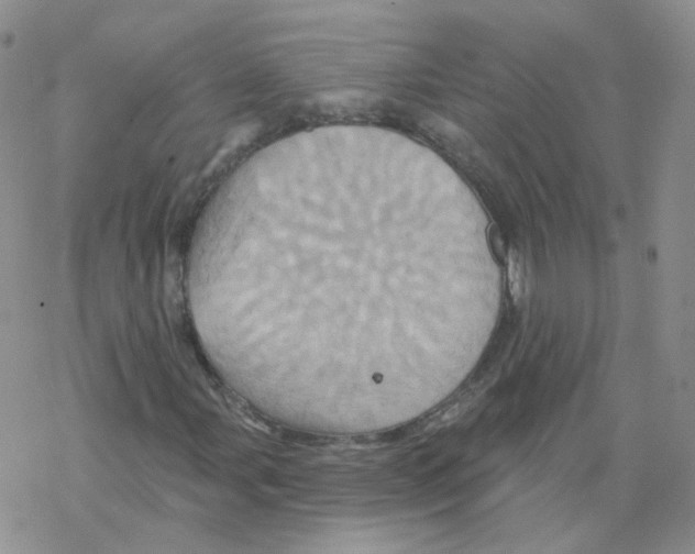 X0000068321107200605192026