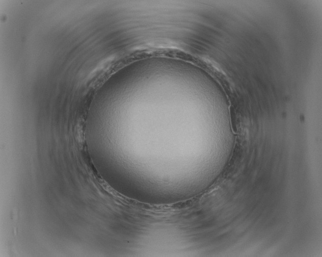 X0000068321110200605192026