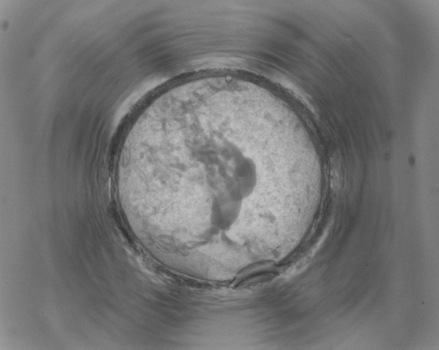 X0000068321117200605192026