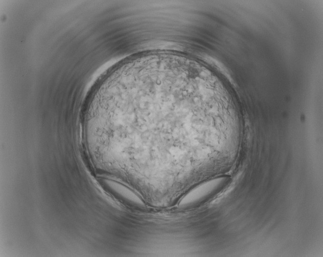 X0000068321125200605192026