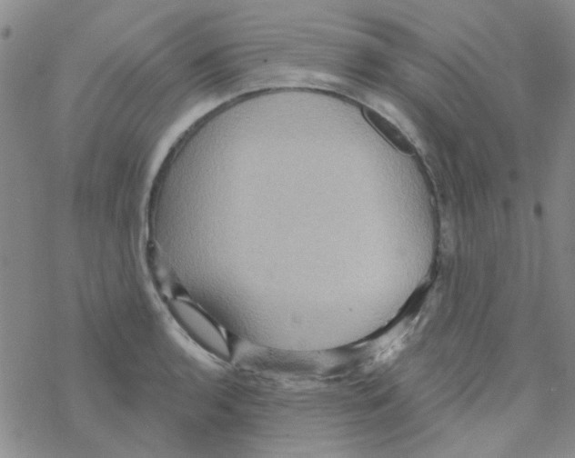 X0000068321136200605192026