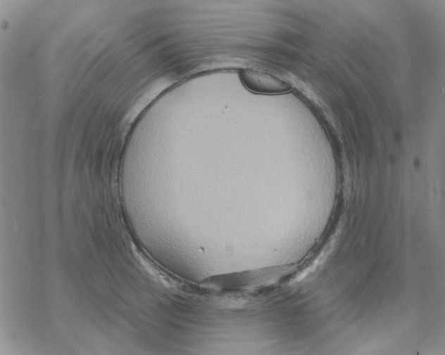 X0000068321137200605192026