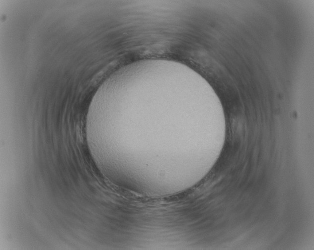 X0000068321250200605192024