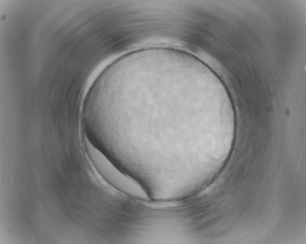 X0000068321296200605192024