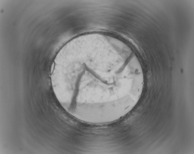 X0000068321363200605192023