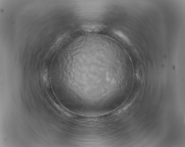 X0000068321396200605192021