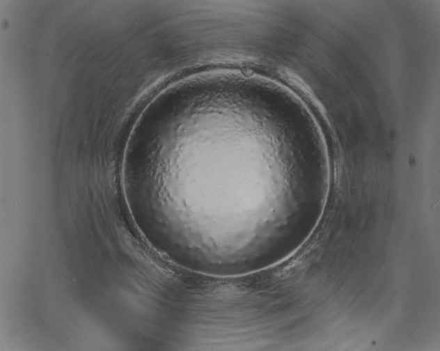 X0000068720249200604281120