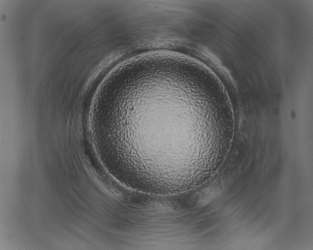 X0000068720250200604281120