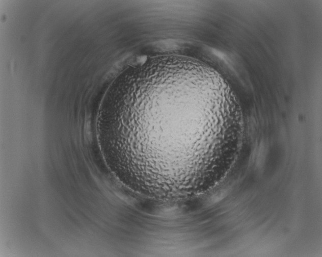 X0000068720267200604281121