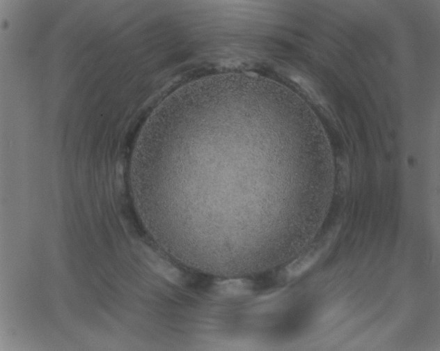 X0000068720269200604281121