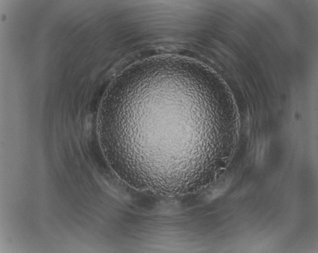 X0000068720271200604281121