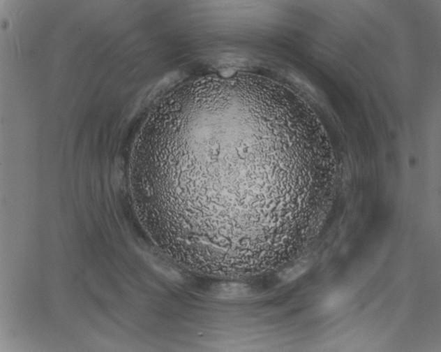 X0000068720361200604281119