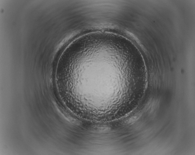 X0000068720443200604281117