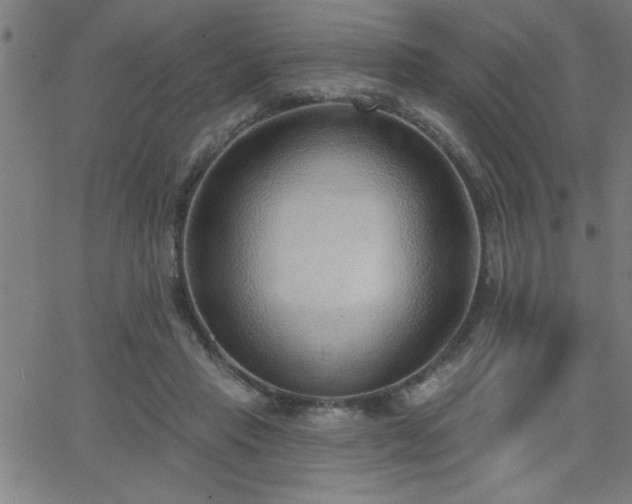 X0000068720453200604281117