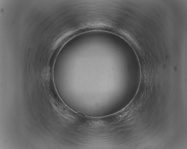 X0000068720583200604281115