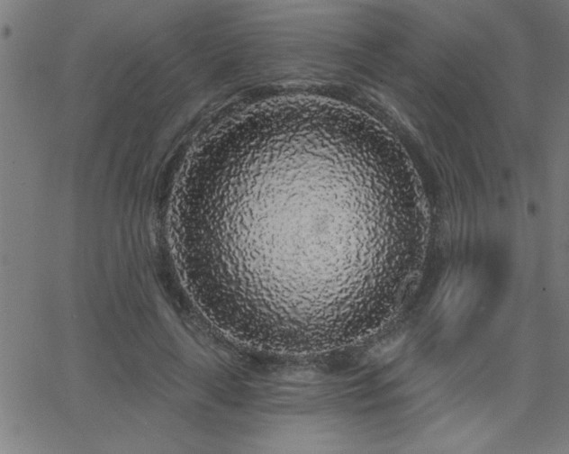 X0000068720643200604281114
