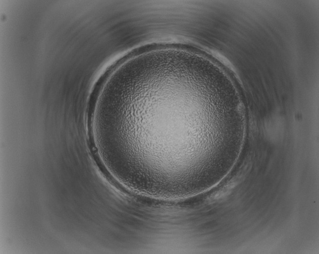 X0000068720935200604281109