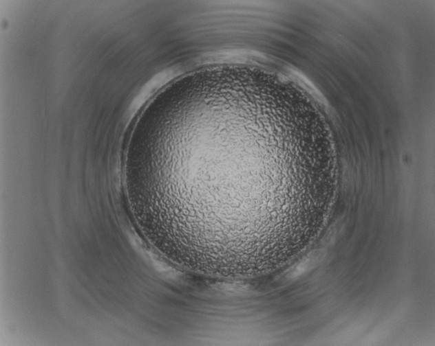 X0000068720994200604281109