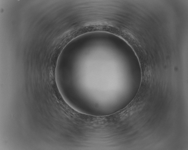 X0000068721062200604281107