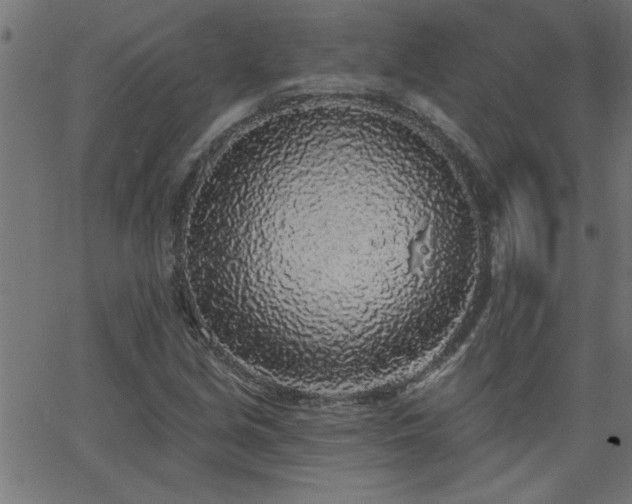 X0000068721213200604281104