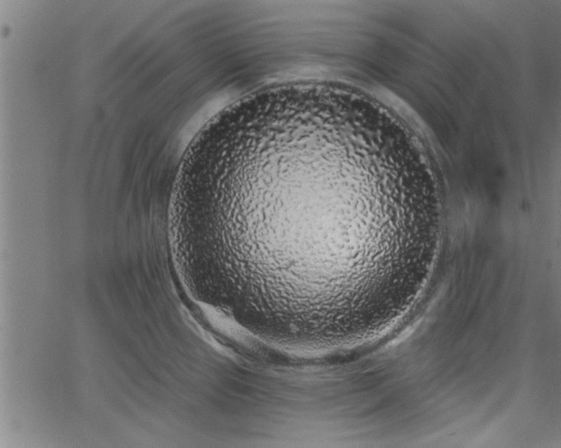 X0000068721337200604281103