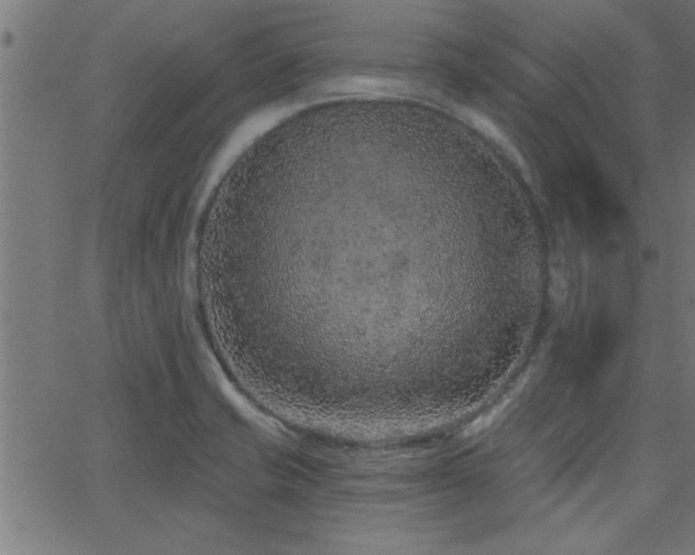 X0000068721421200604281101